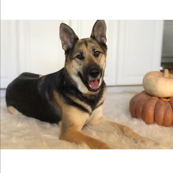 Meet your Posher!! 💖✨ - Picture 4 of 4